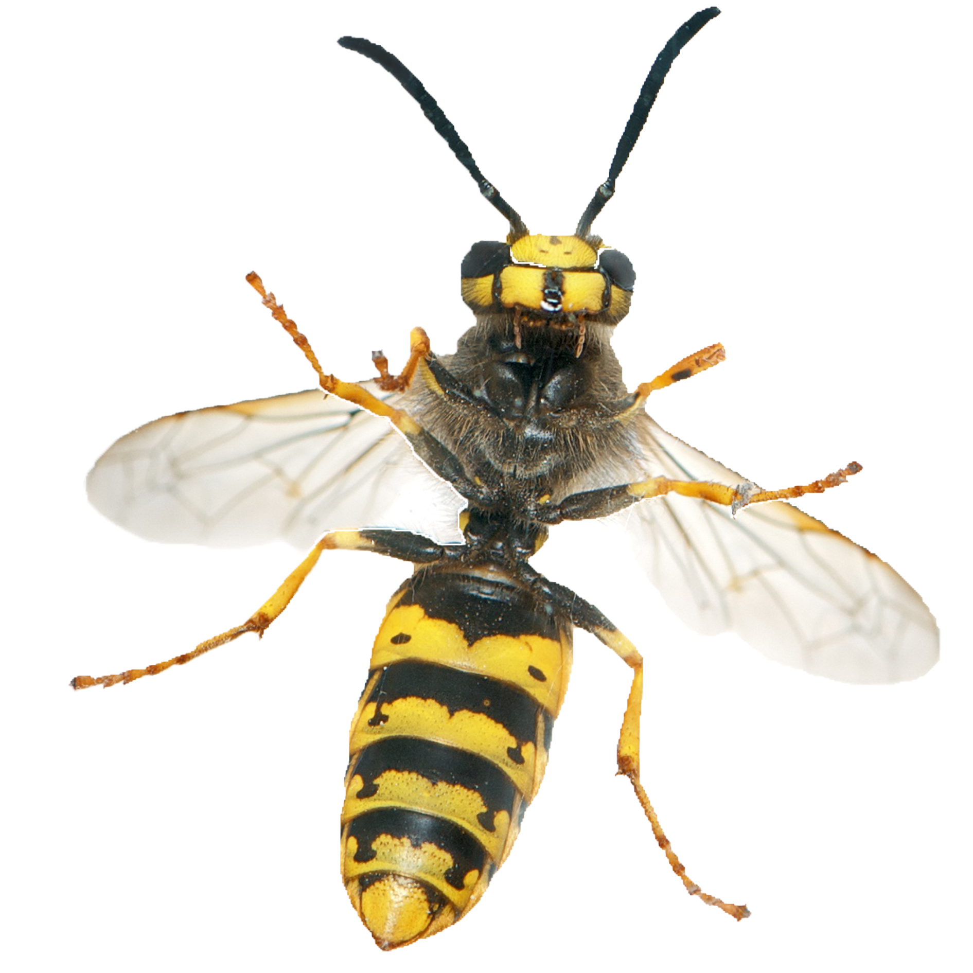 Wasp Hornet PNG