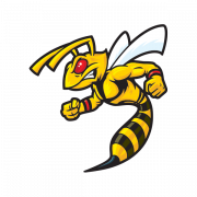 Wasp Hornet Transparent