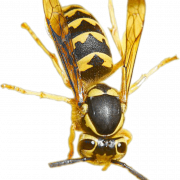 Wasp PNG Image HD
