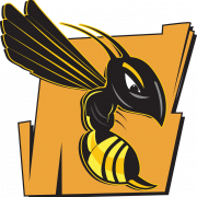 Wasp PNG Images HD