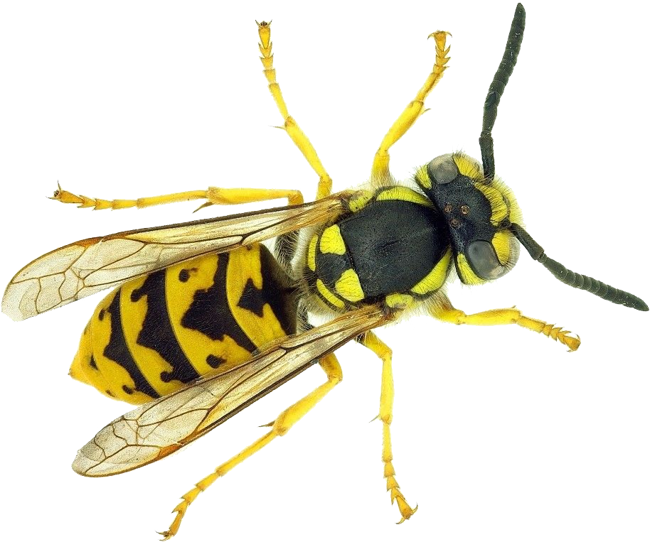 Wasp PNG Picture