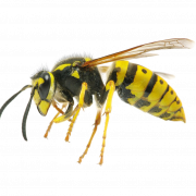Wasp Queen PNG File