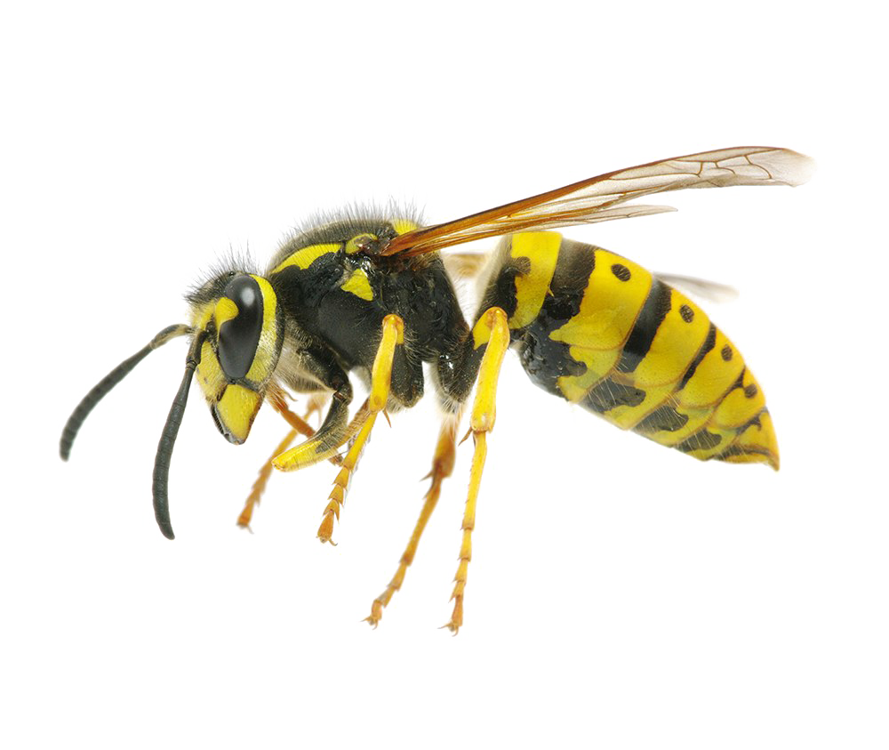 Wasp Queen PNG File
