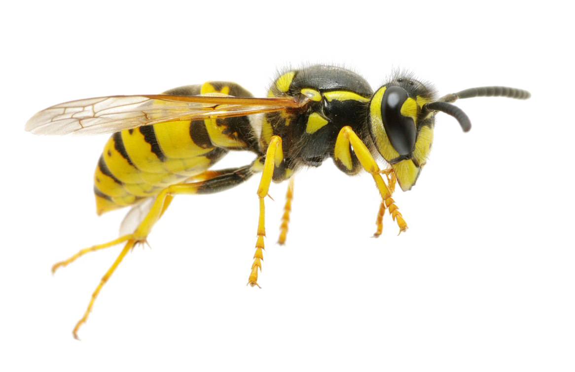 Wasp Queen PNG Image
