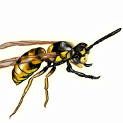 Wasp Queen PNG Pic