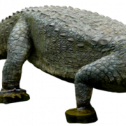 Alligator PNG Background