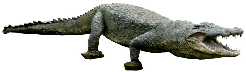 Alligator PNG Background
