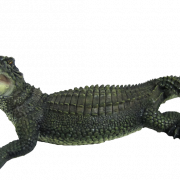Alligator PNG Clipart