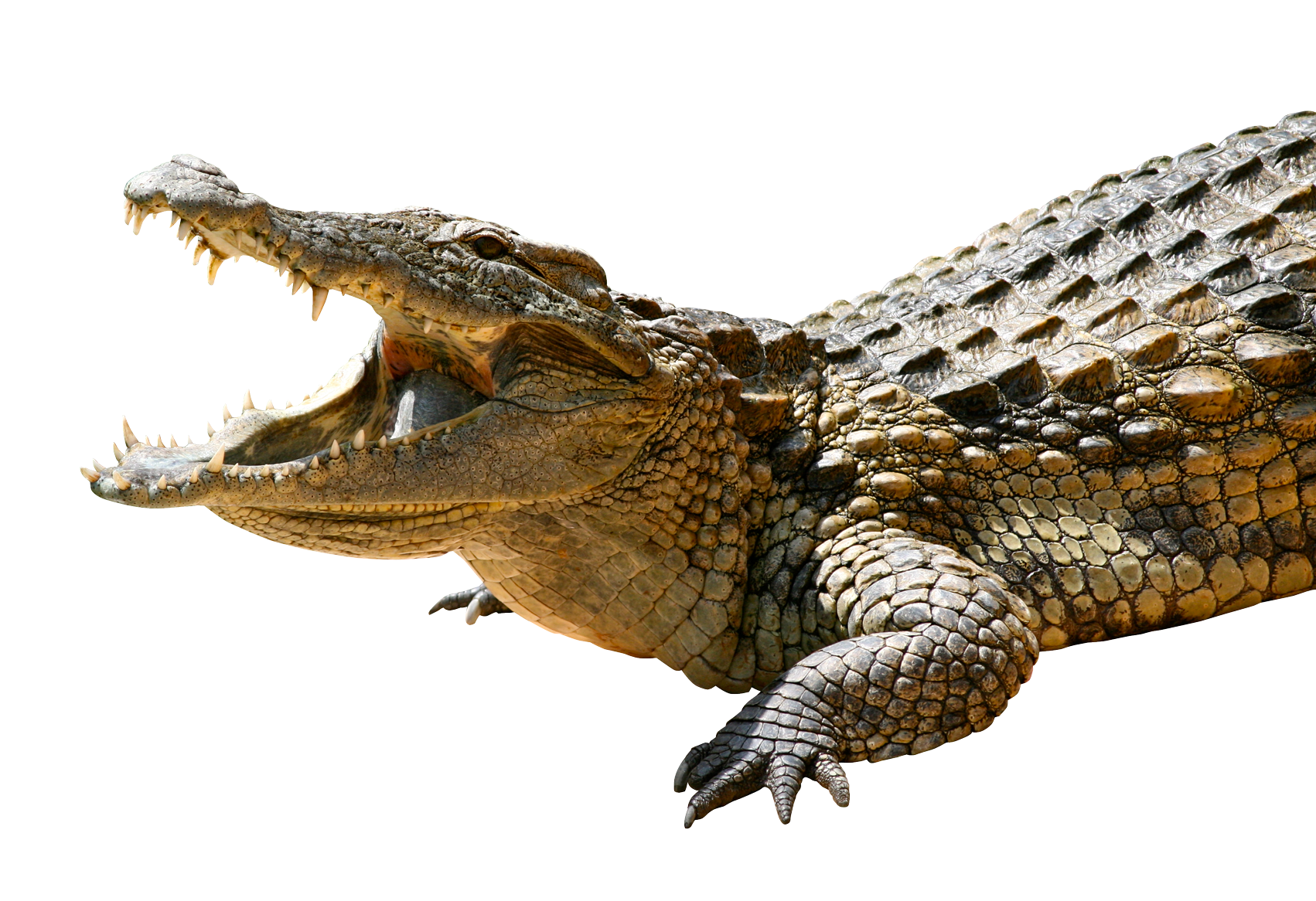 Alligator PNG