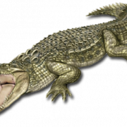 Alligator Transparent