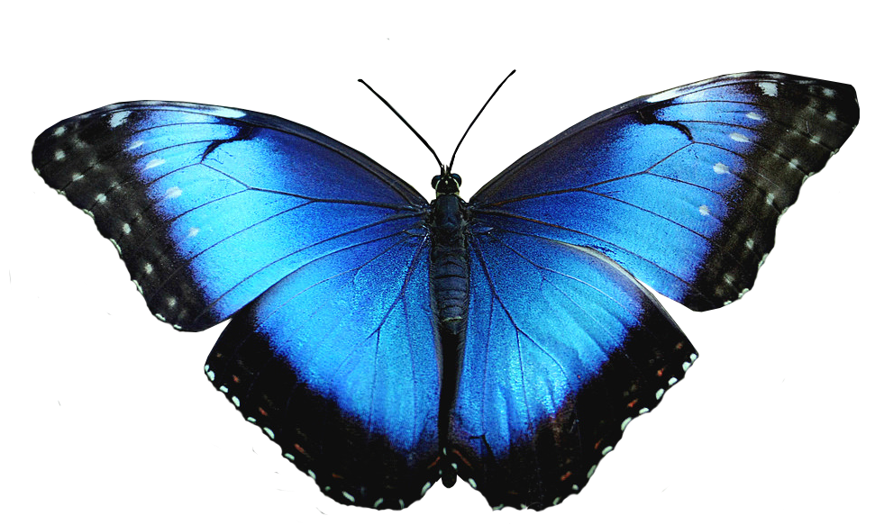 Бело голубые бабочки. Блю Баттерфляй бабочки. Синяя бабочка. Синие бабочки на белом фоне. Голубые бабочки на белом фоне.