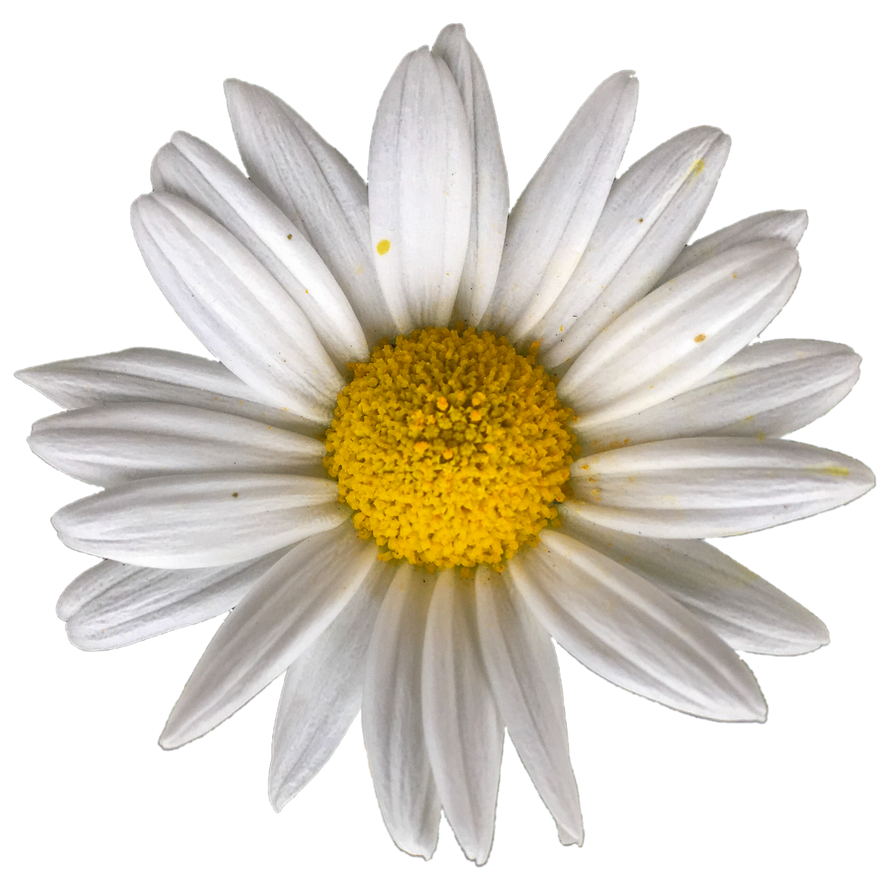 Daisy PNG Free Image