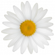 Daisy PNG Image File