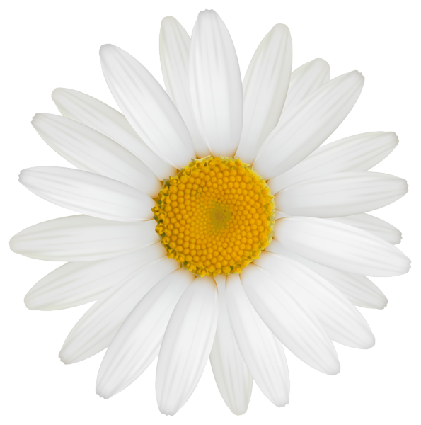 Daisy PNG Image File