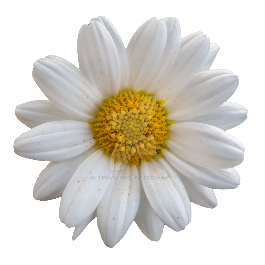 Daisy PNG Images HD