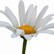Daisy PNG Pic