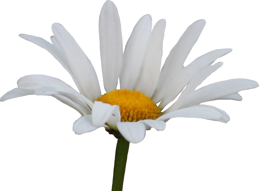 Daisy PNG Pic