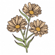 Daisy PNG Picture
