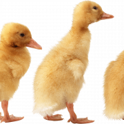 Duckling PNG Background