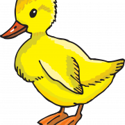 Duckling PNG Clipart