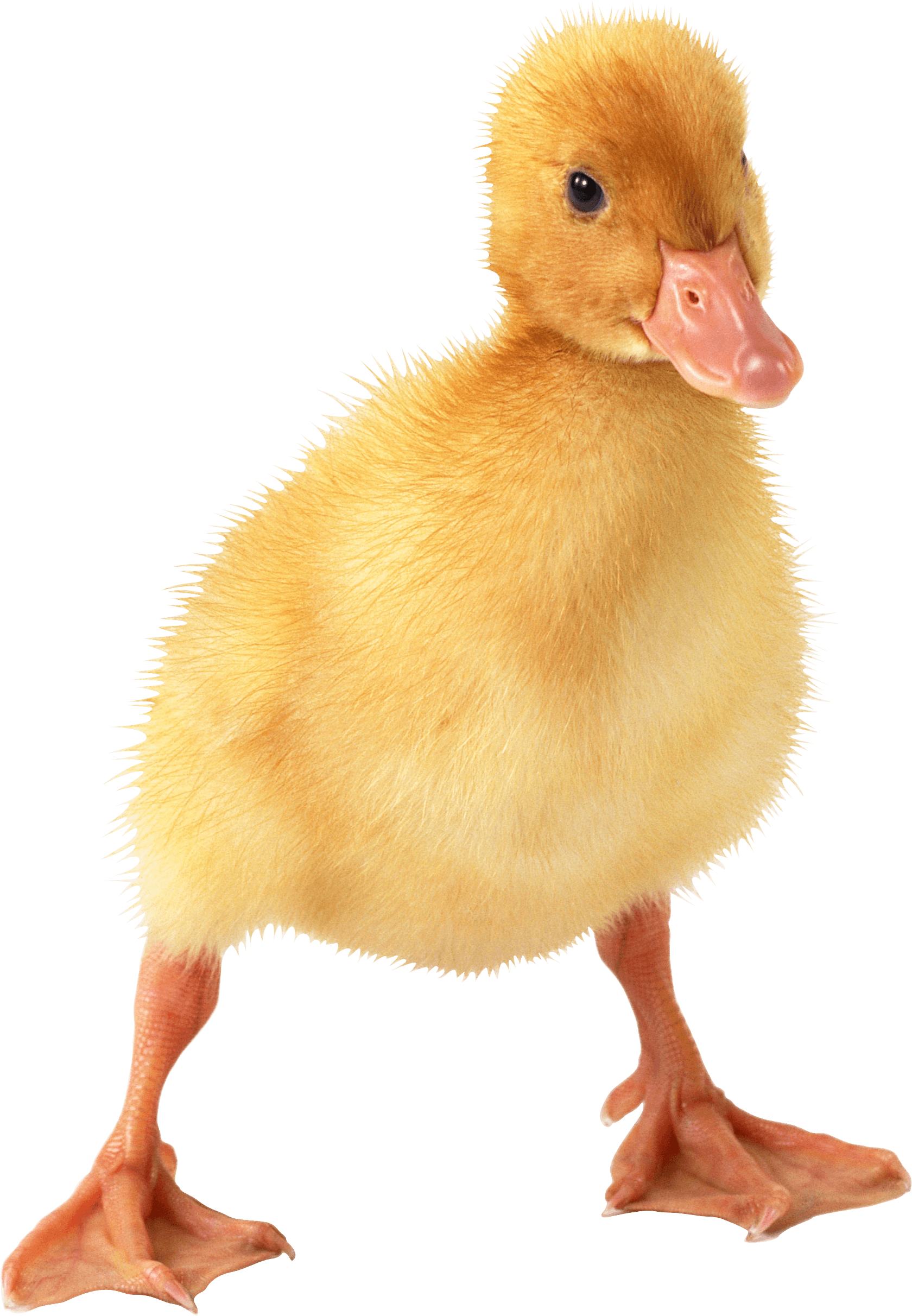 Duckling PNG Free Image