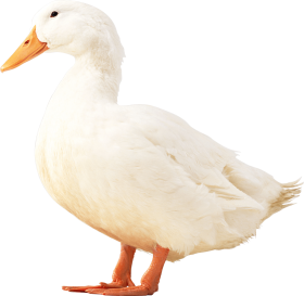 Duckling PNG HD Image