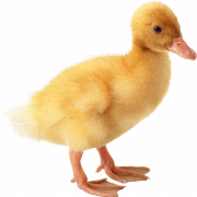 Duckling PNG Image File