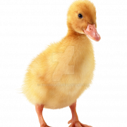 Duckling PNG Images