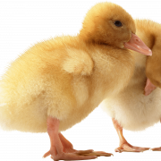Duckling PNG Images HD