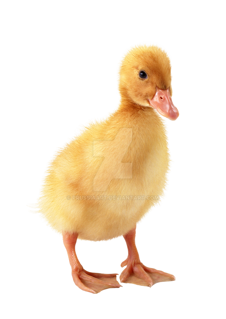 Duckling PNG Images