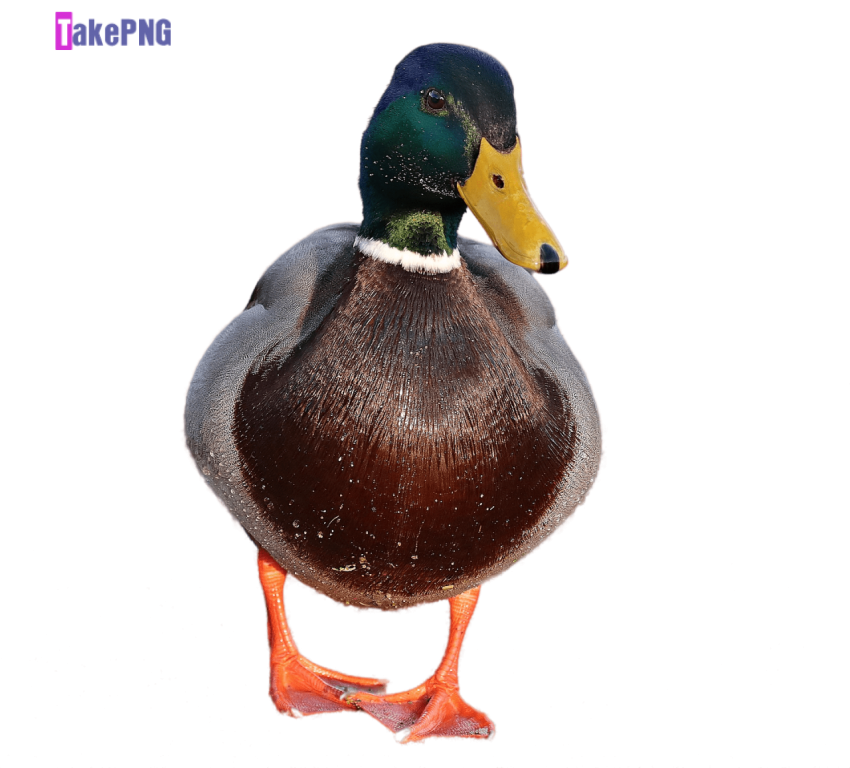 Duckling PNG Picture