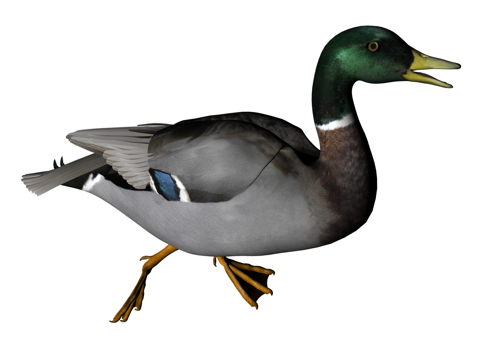 Duckling PNG