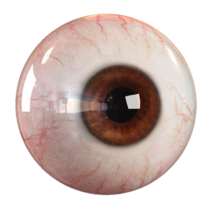 Eyeball PNG File - PNG All | PNG All