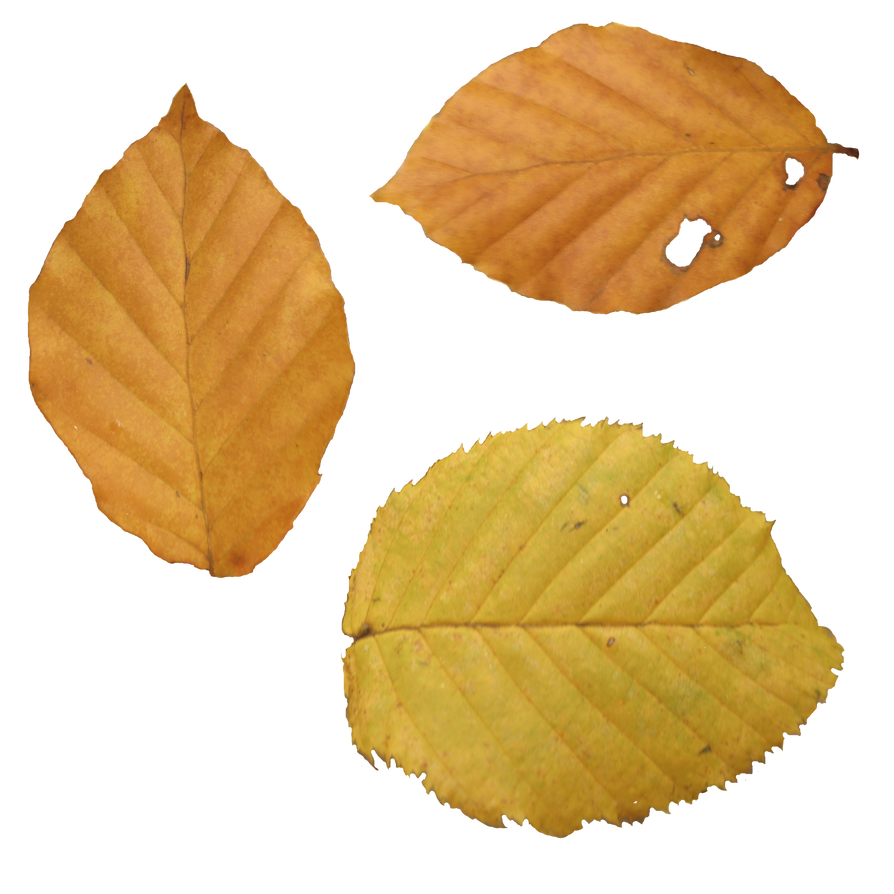Fall Leaf PNG Clipart