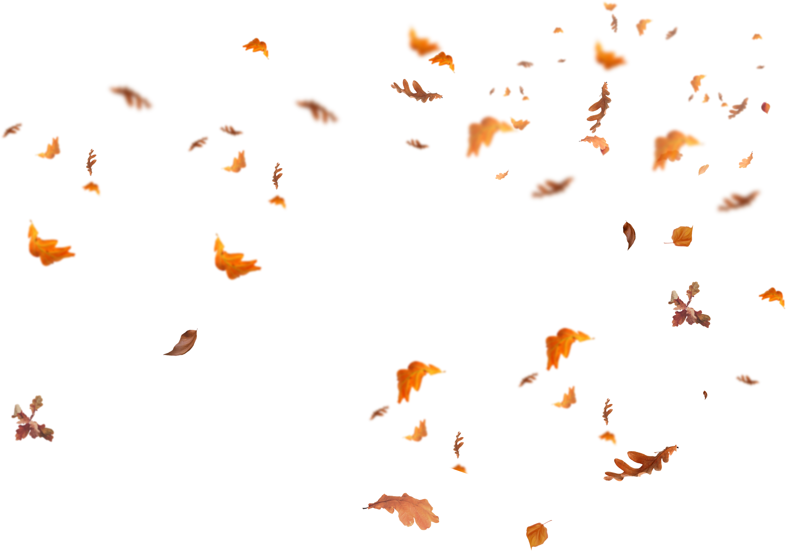 Fall Leaf PNG Cutout