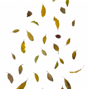 Fall Leaf PNG Free Image