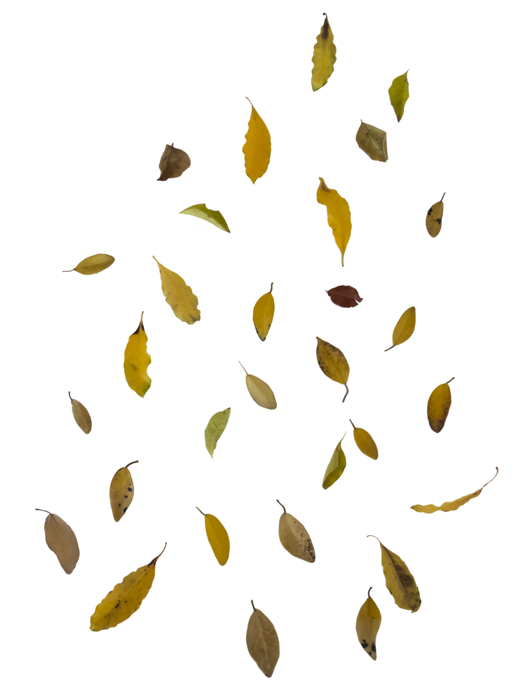 Fall Leaf PNG Free Image