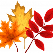 Fall Leaf PNG Picture