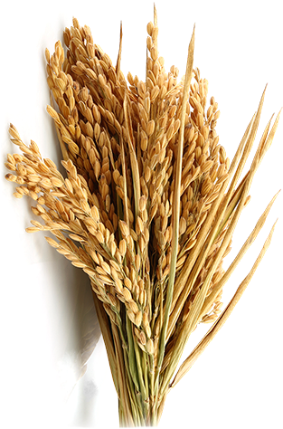 Grain PNG Image