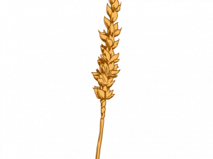 Grain PNG Images