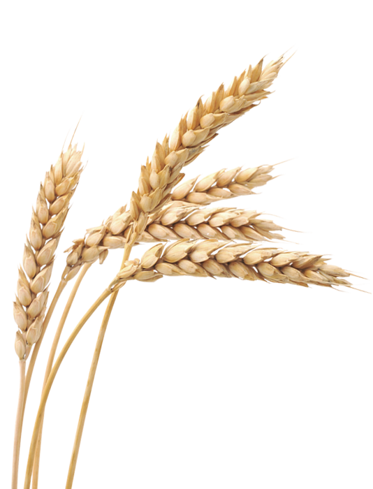 Grain PNG Pic