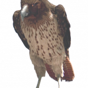 Hawk Background PNG