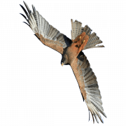Hawk PNG Clipart