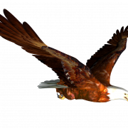 Hawk PNG File