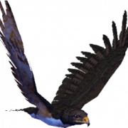 Hawk PNG Free Image