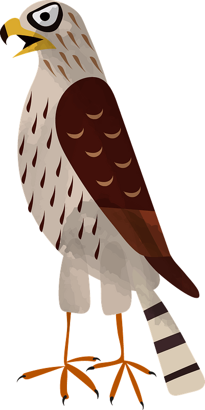 Hawk PNG Image File
