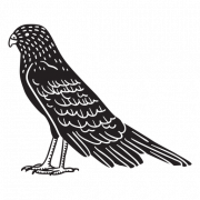 Hawk PNG Picture