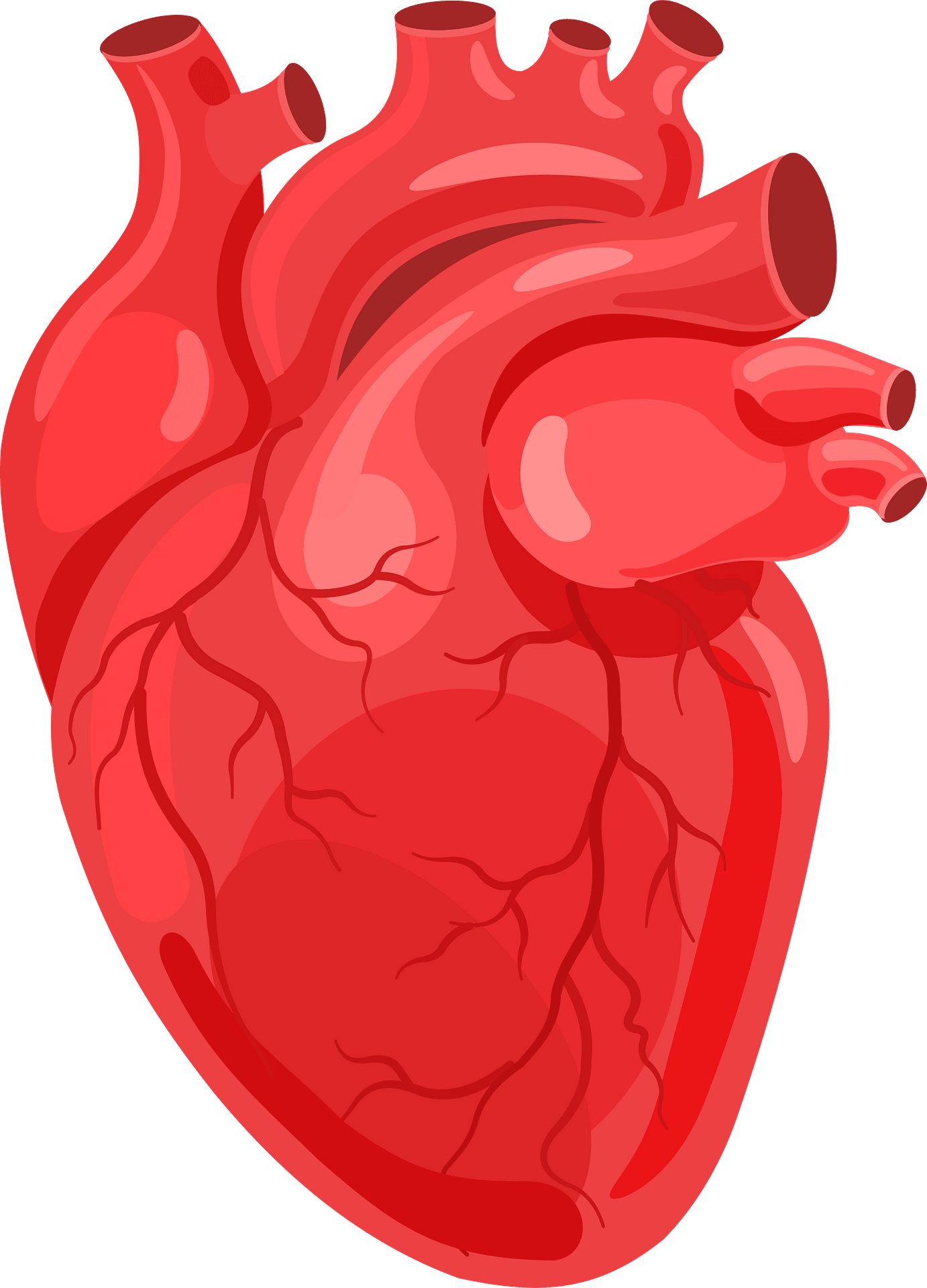 Human Heart PNG Clipart