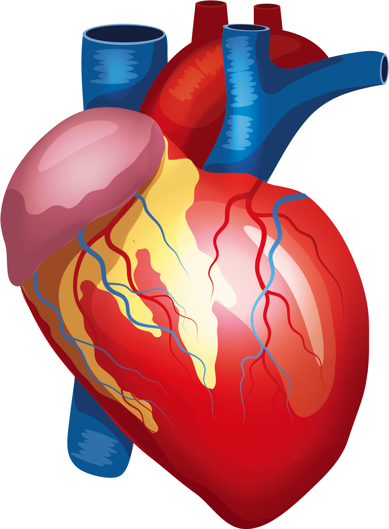 Heart Blood PNG Transparent Images Free Download