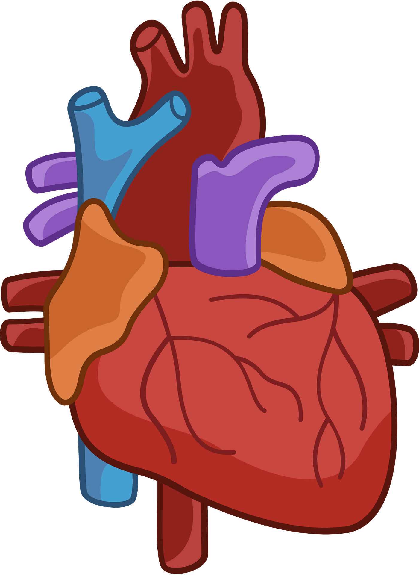 Human Heart Png Transparent Images Png All